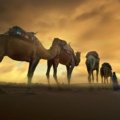 A camel caravan trekking across the golden Erg Chebbi dunes at sunset, a key experience on a Marrakech to Merzouga tour.