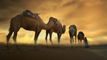 A camel caravan trekking across the golden Erg Chebbi dunes at sunset, a key experience on a Marrakech to Merzouga tour.