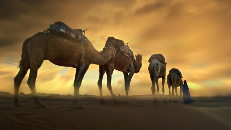 A camel caravan trekking across the golden Erg Chebbi dunes at sunset, a key experience on a Marrakech to Merzouga tour.