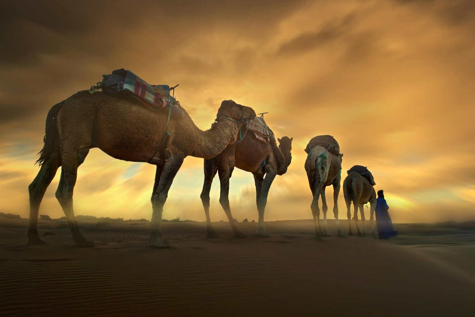 A camel caravan trekking across the golden Erg Chebbi dunes at sunset, a key experience on a Marrakech to Merzouga tour.