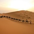 A camel caravan treks across the golden sand dunes of the Sahara desert during a spectacular sunset, illustrating a memorable Marrakech desert trip in Morocco.