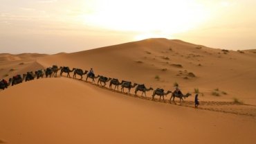 A camel caravan treks across the golden sand dunes of the Sahara desert during a spectacular sunset, illustrating a memorable Marrakech desert trip in Morocco.