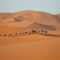 Camel train silhouetted against a vibrant sunset over the Erg Chebbi dunes in the Moroccan Sahara desert, symbolizing an authentic Atlas desert tour experience.