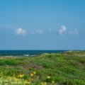 A serene Texas beach at sunrise with golden light reflecting on the gentle waves of the Gulf of Mexico and sandy dunes, a perfect destination for a coastal vacation in a Texas beach town.