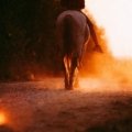 Horse and rider comfortably traveling a scenic nature trail, depicting the average daily travel distance and endurance of a well-conditioned horse.