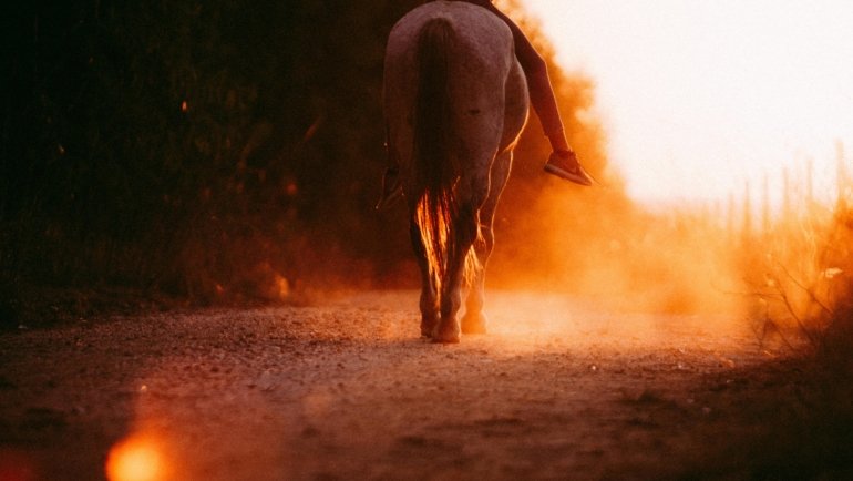 Horse and rider comfortably traveling a scenic nature trail, depicting the average daily travel distance and endurance of a well-conditioned horse.