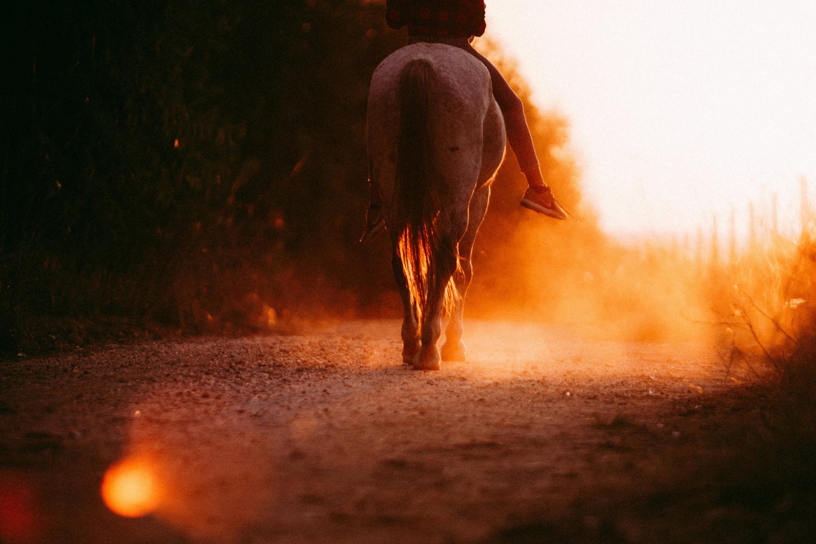 Horse and rider comfortably traveling a scenic nature trail, depicting the average daily travel distance and endurance of a well-conditioned horse.