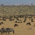 Wildebeest and zebras during the Great Migration in Kenya's Masai Mara, showcasing the best time to travel for unparalleled wildlife viewing and safari adventure.
