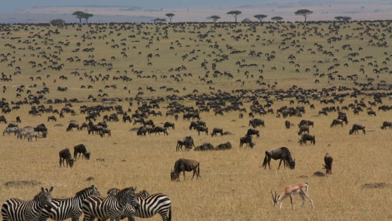 Wildebeest and zebras during the Great Migration in Kenya's Masai Mara, showcasing the best time to travel for unparalleled wildlife viewing and safari adventure.