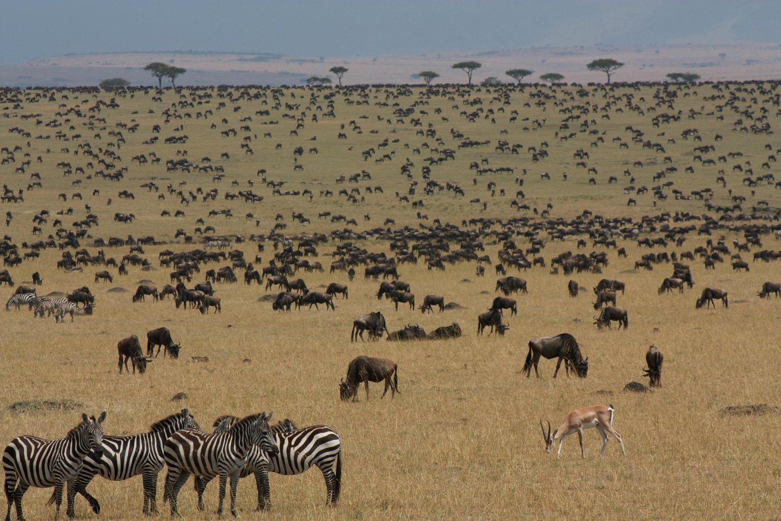 Wildebeest and zebras during the Great Migration in Kenya's Masai Mara, showcasing the best time to travel for unparalleled wildlife viewing and safari adventure.