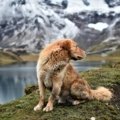 A traveler engaging with a Quechua local amidst the majestic Cordillera Huayhuash mountains in Peru, illustrating Natalia Diaz's immersive and inspiring Lonely Planet travel story.