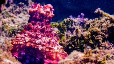 Diver respectfully observing a camouflaged octopus in a vibrant Australian coral reef, highlighting an unforgettable and responsible marine wildlife travel experience.