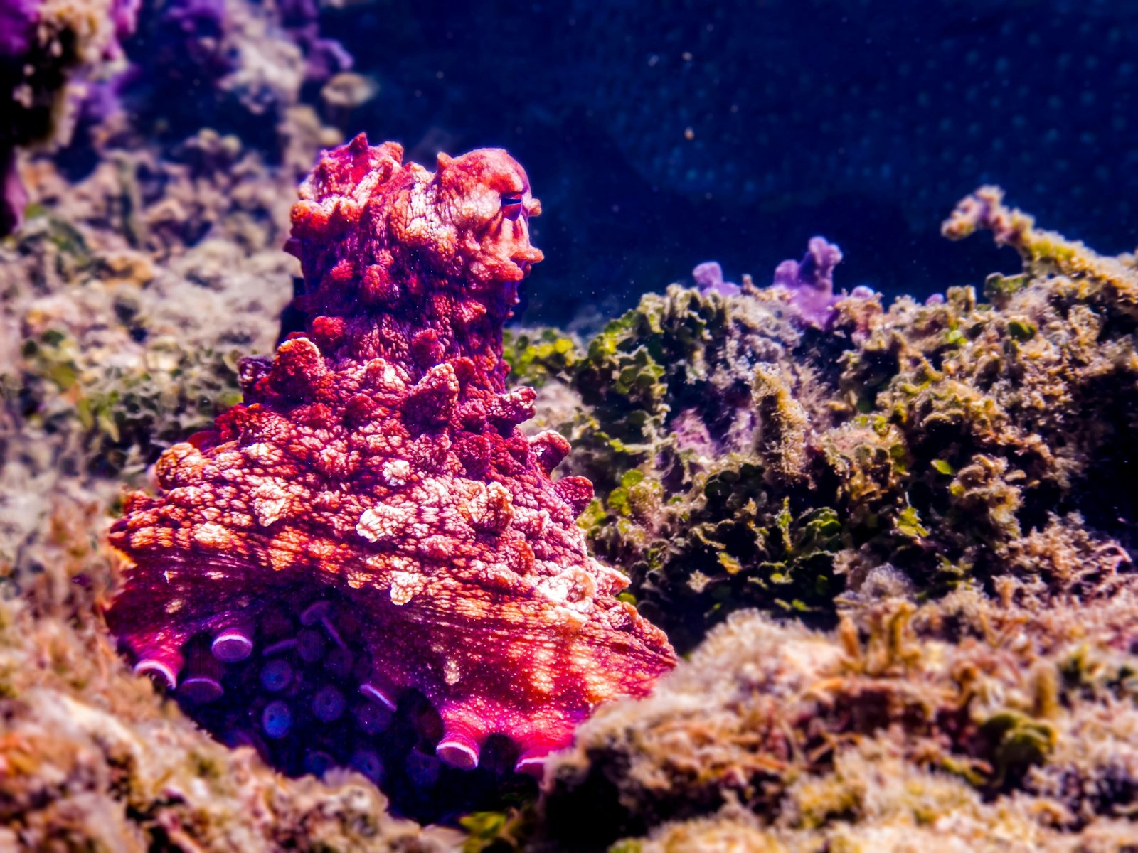 Diver respectfully observing a camouflaged octopus in a vibrant Australian coral reef, highlighting an unforgettable and responsible marine wildlife travel experience.