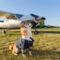 A small dog or cat in a soft travel carrier at an airport, symbolizing safe and stress-free United Airlines pet travel for in-cabin companions.