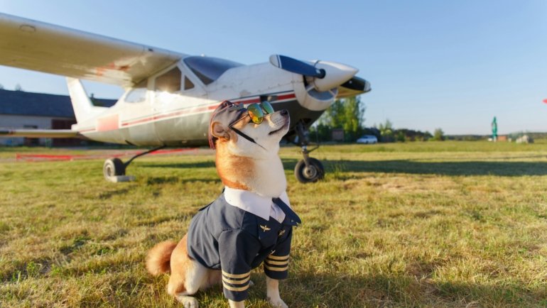 A small dog or cat in a soft travel carrier at an airport, symbolizing safe and stress-free United Airlines pet travel for in-cabin companions.
