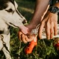Happy dog drinking from a sleek, leak-proof travel water bottle, emphasizing easy on-the-go hydration for pet owners during outdoor adventures.