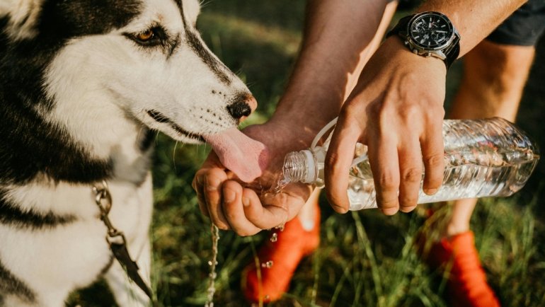 Happy dog drinking from a sleek, leak-proof travel water bottle, emphasizing easy on-the-go hydration for pet owners during outdoor adventures.
