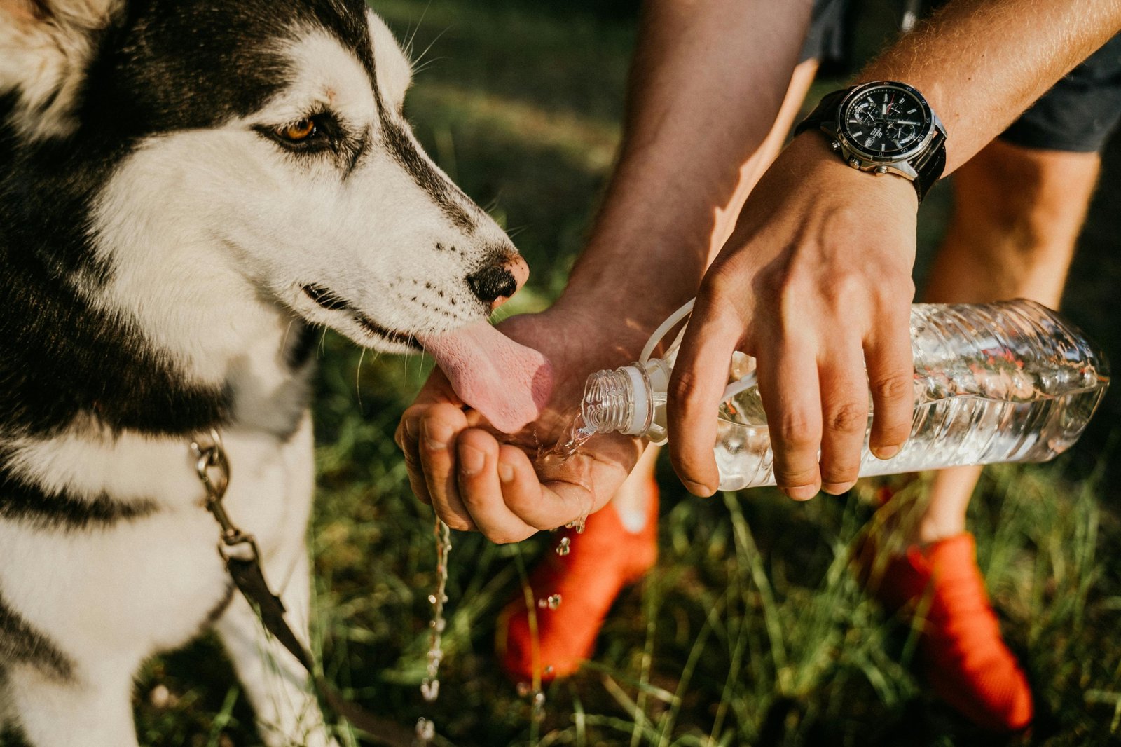 Happy dog drinking from a sleek, leak-proof travel water bottle, emphasizing easy on-the-go hydration for pet owners during outdoor adventures.