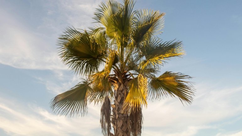 Majestic traveler's tree (Ravenala madagascariensis) showcasing its iconic fan-shaped leaves in a lush Madagascan tropical environment, symbolizing hope and sustenance.