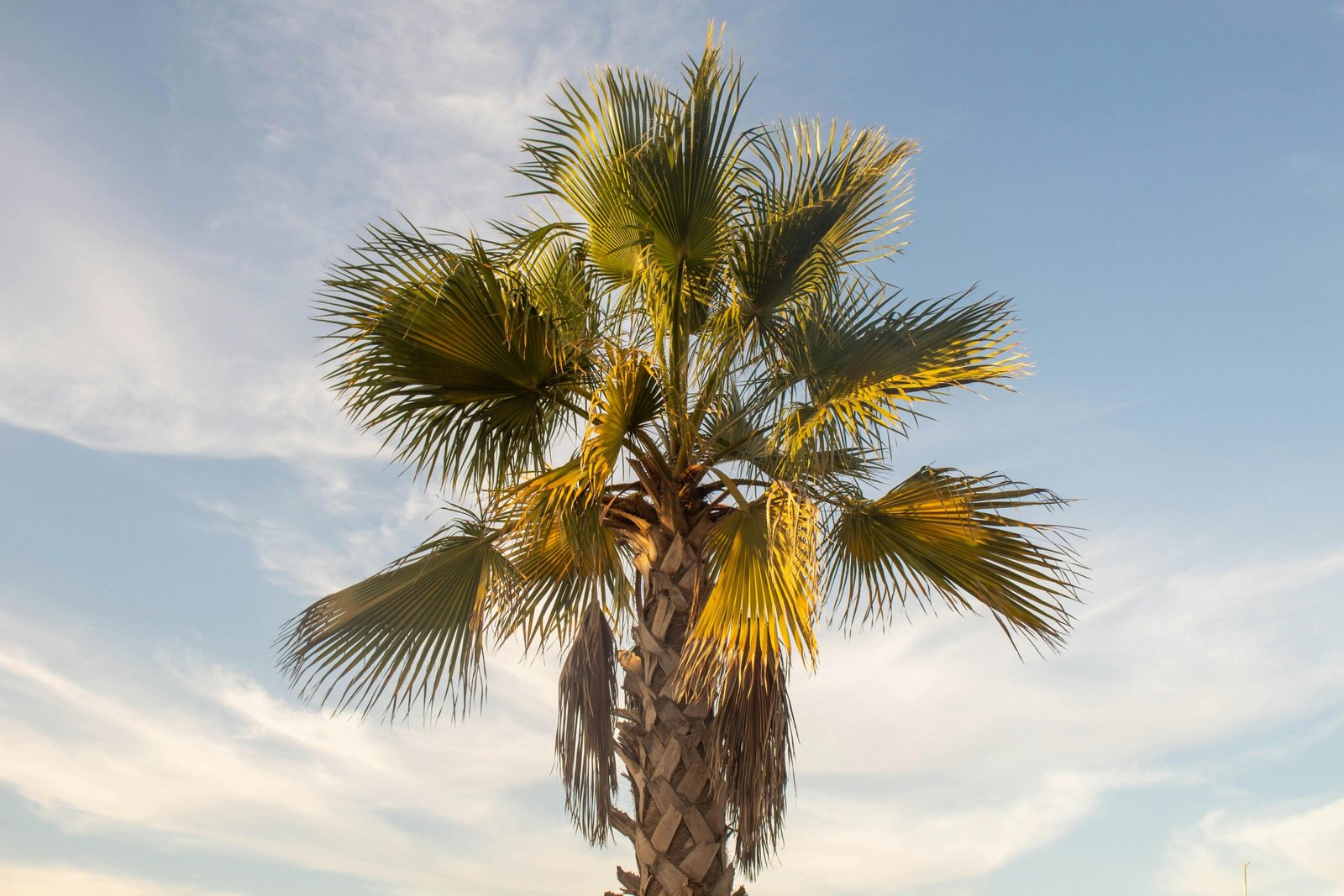 Majestic traveler's tree (Ravenala madagascariensis) showcasing its iconic fan-shaped leaves in a lush Madagascan tropical environment, symbolizing hope and sustenance.