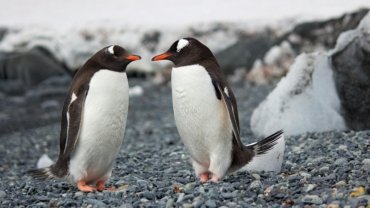 Curious penguin chicks and adult penguins on a pristine Antarctic shore with majestic icebergs under bright summer sunlight, illustrating the best time for peak season wildlife travel.