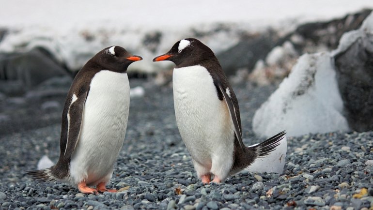 Curious penguin chicks and adult penguins on a pristine Antarctic shore with majestic icebergs under bright summer sunlight, illustrating the best time for peak season wildlife travel.