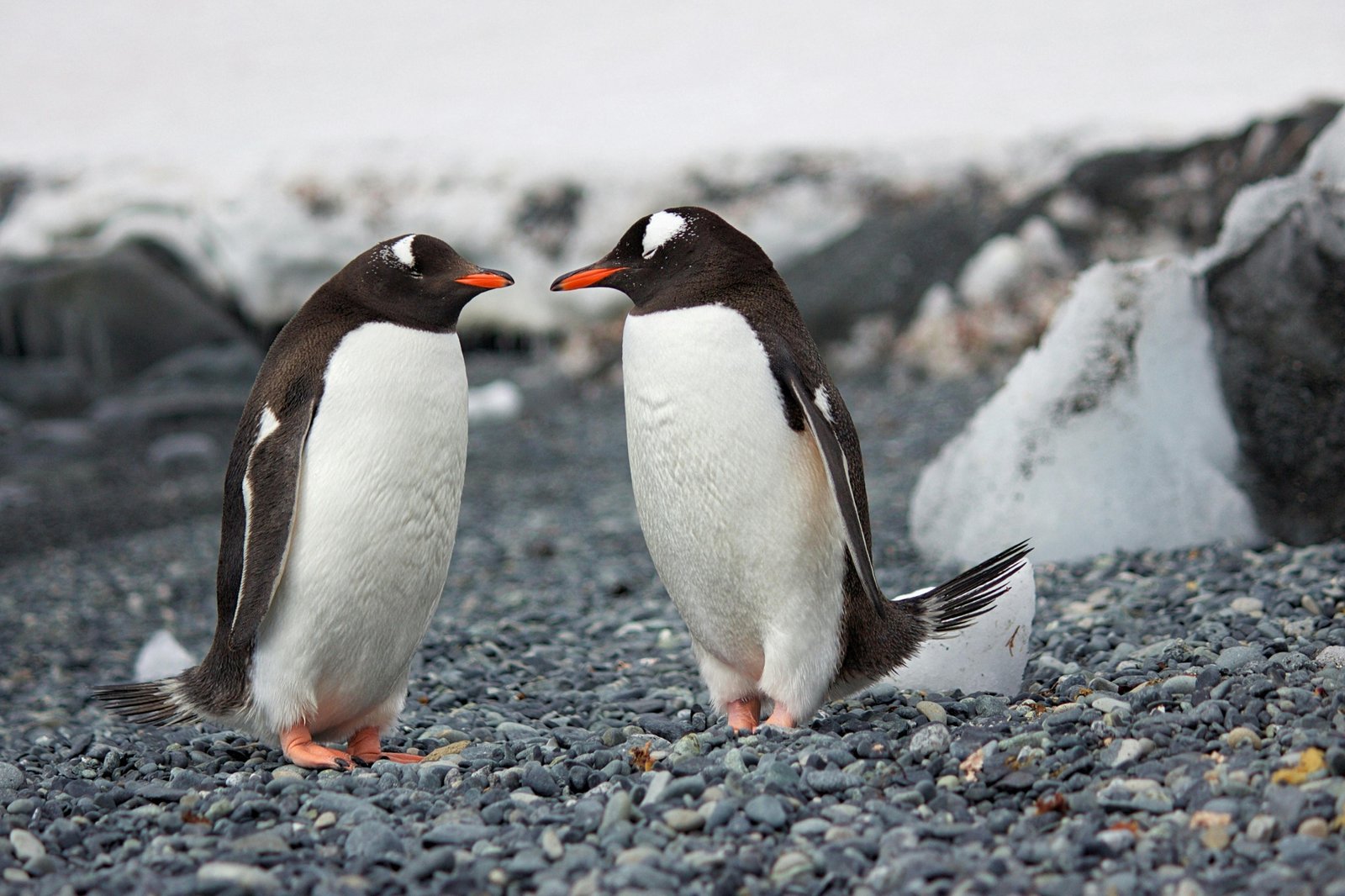 Curious penguin chicks and adult penguins on a pristine Antarctic shore with majestic icebergs under bright summer sunlight, illustrating the best time for peak season wildlife travel.