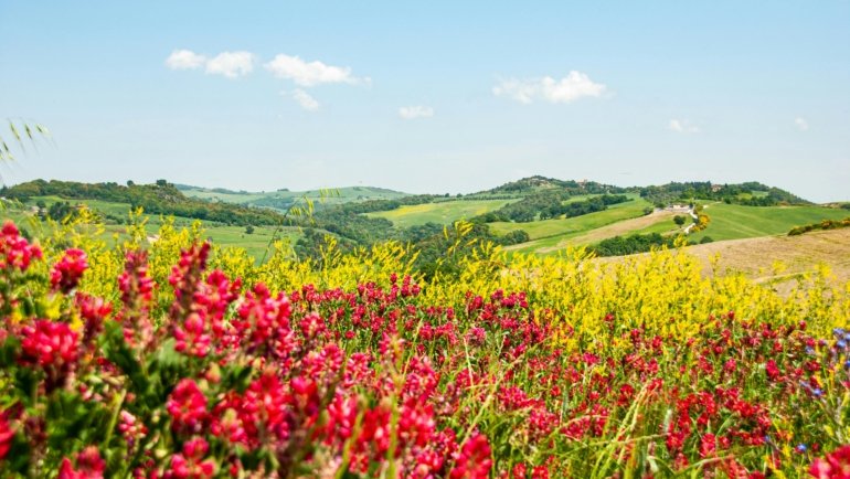 Vibrant spring landscape with blooming flowers and a clear sky, representing top April travel destinations for a perfect getaway.