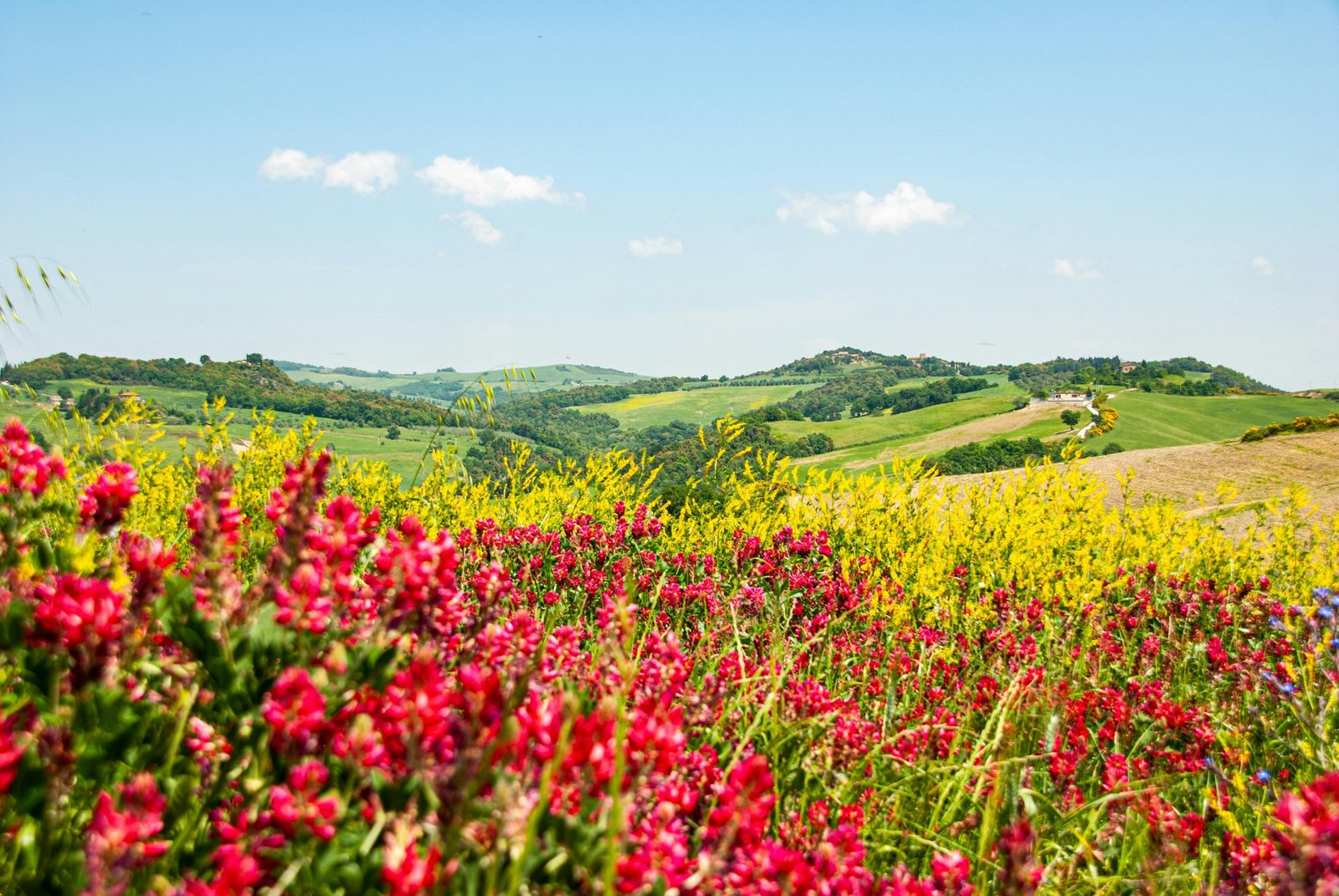 Vibrant spring landscape with blooming flowers and a clear sky, representing top April travel destinations for a perfect getaway.