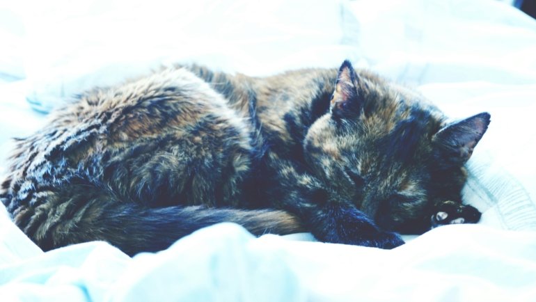 A calm cat resting peacefully in a soft travel carrier, illustrating safe and stress-free pet travel with appropriate sedation or calming aids.