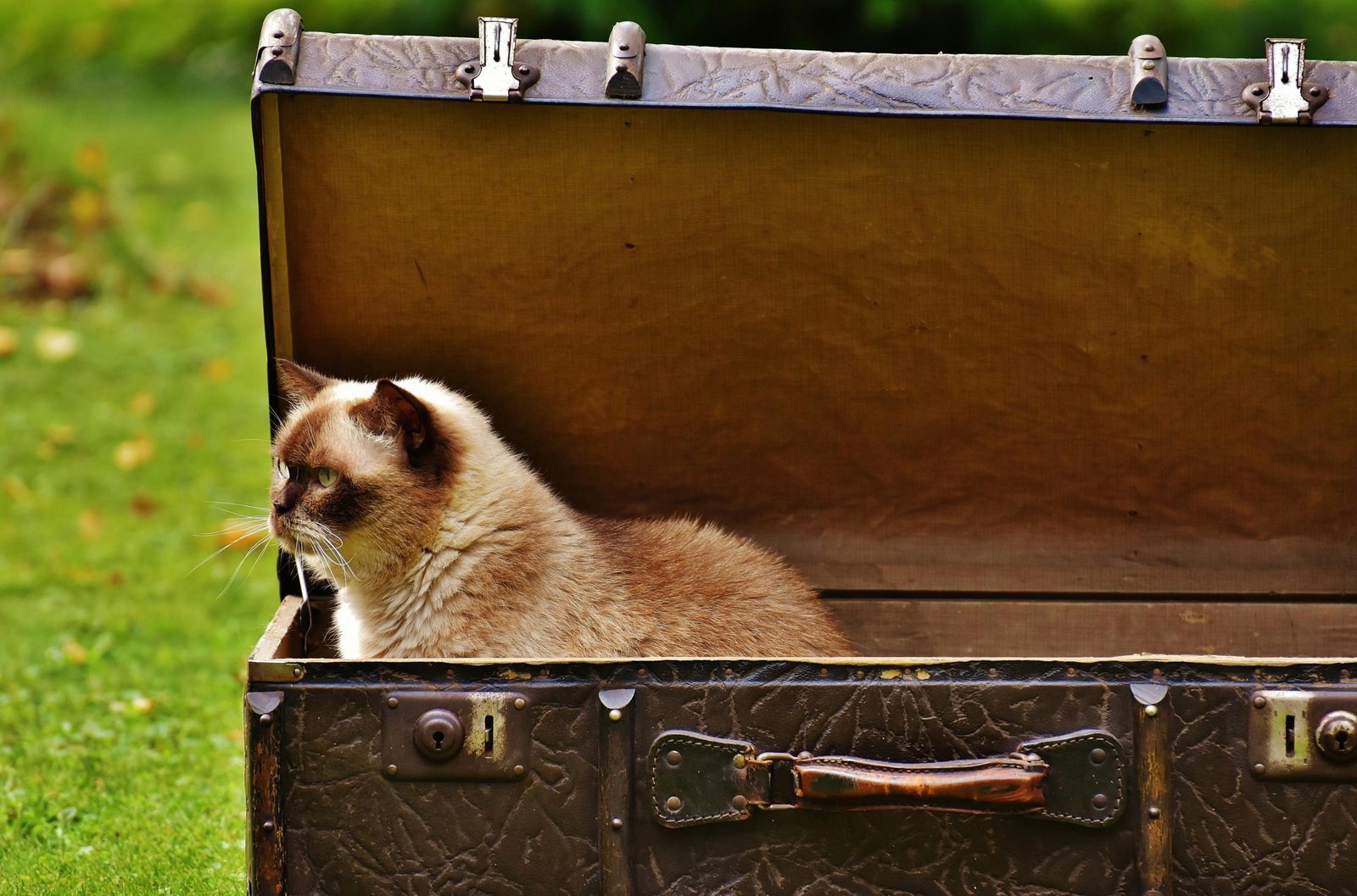 A contented cat next to a portable travel litter box inside a car, illustrating convenient and clean pet travel for road trips and vacations.