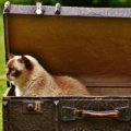 Happy cat comfortably resting near a portable travel litter box in a car, highlighting stress-free pet travel and hygiene.