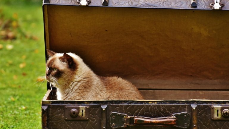 Happy cat comfortably resting near a portable travel litter box in a car, highlighting stress-free pet travel and hygiene.