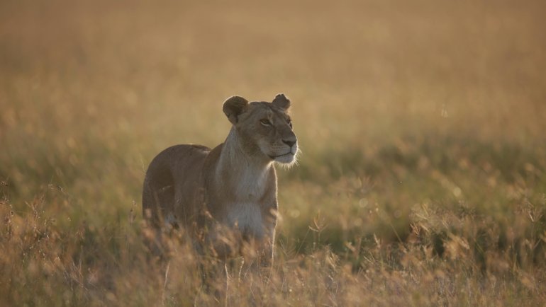 Iconic African wildlife like elephants or giraffes silhouetted against a breathtaking sunrise over the vast Kenyan savanna, illustrating the best time to travel for a dream safari adventure in Kenya.