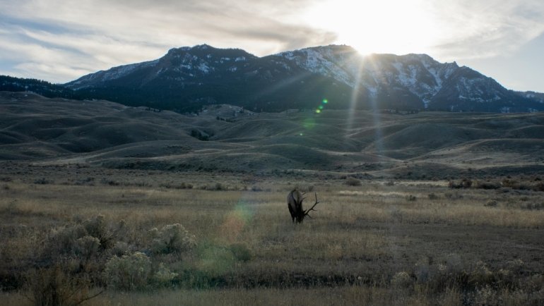 Wild deer moving through a diverse natural habitat, illustrating the complex factors influencing how far deer travel and their adaptation for survival.