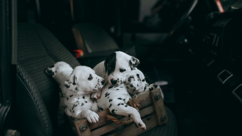 Dog safely resting inside a car travel crate during a road trip
