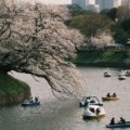 Beautiful cherry blossom trees in full bloom during spring, representing the perfect destination for April travel