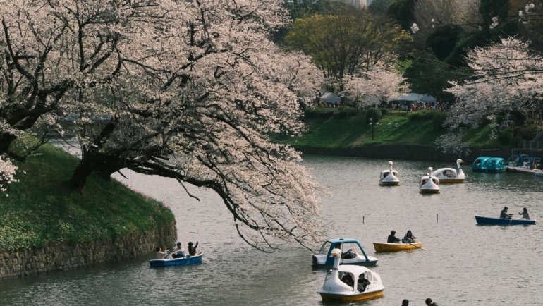 Beautiful cherry blossom trees in full bloom during spring, representing the perfect destination for April travel