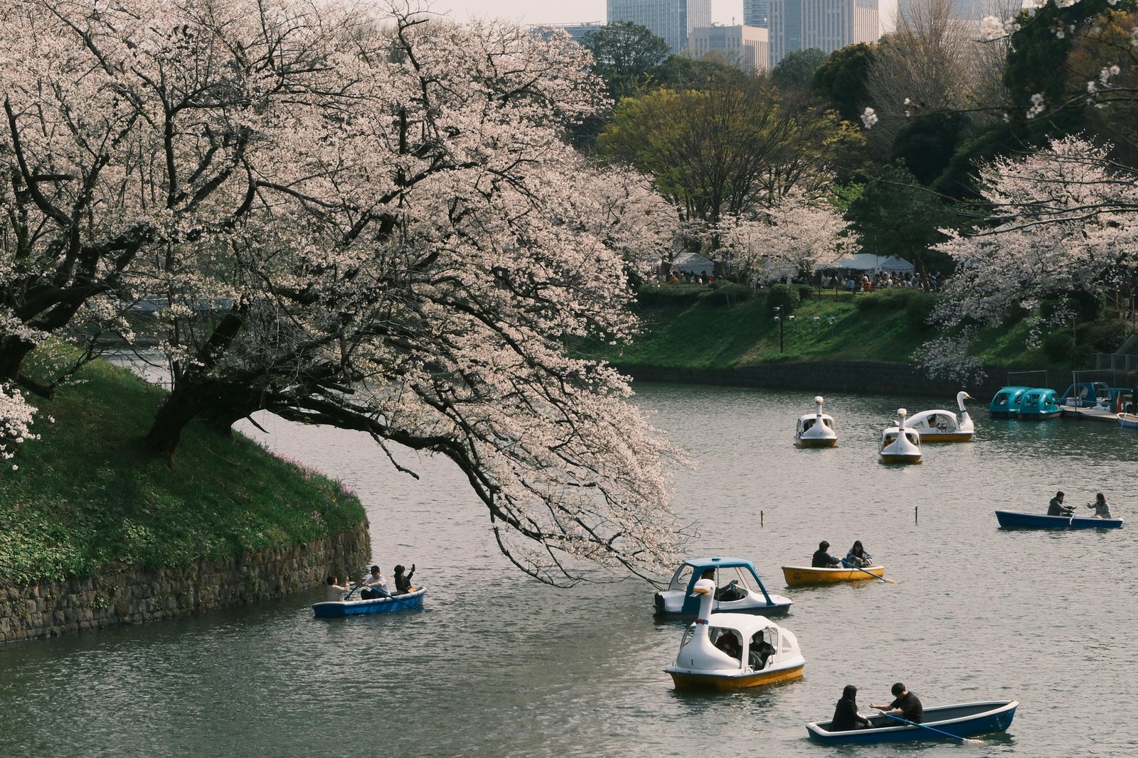 Beautiful cherry blossom trees in full bloom during spring, representing the perfect destination for April travel