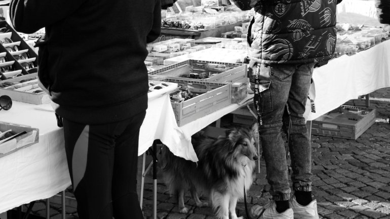 Close-up of fleas on a pet's fur and on clothing illustrating how fleas can travel on humans to another house