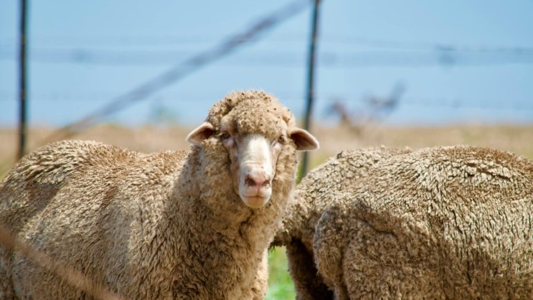 Traveler wearing comfortable and durable merino wool travel pants outdoors during an adventure