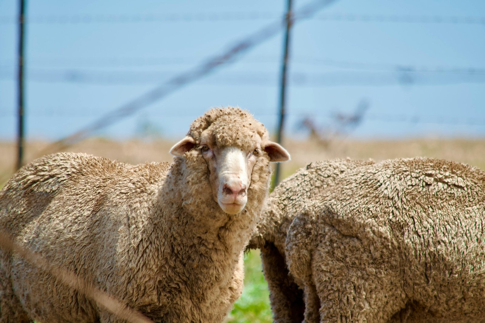 Traveler wearing comfortable and durable merino wool travel pants outdoors during an adventure