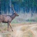 White-tailed deer walking through a dense forest illustrating daily movement and natural home range