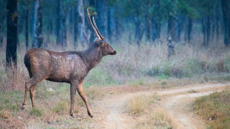 White-tailed deer walking through a dense forest illustrating daily movement and natural home range