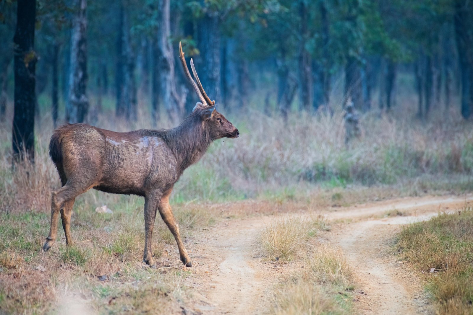 White-tailed deer walking through a dense forest illustrating daily movement and natural home range