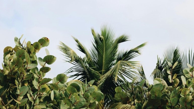 Ravenala madagascariensis travellers palm with fan-shaped leaves in a tropical garden setting