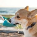 Puppy drinking water from a collapsible travel bowl outdoors during a trip