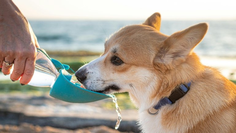Puppy drinking water from a collapsible travel bowl outdoors during a trip