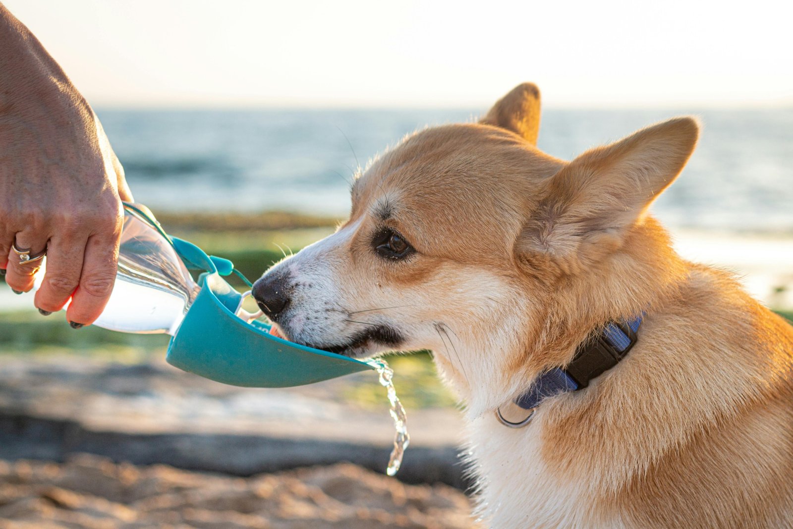 Puppy drinking water from a collapsible travel bowl outdoors during a trip