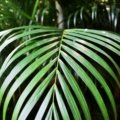 Traveler's palm plant with fan-shaped banana-like leaves in tropical garden setting